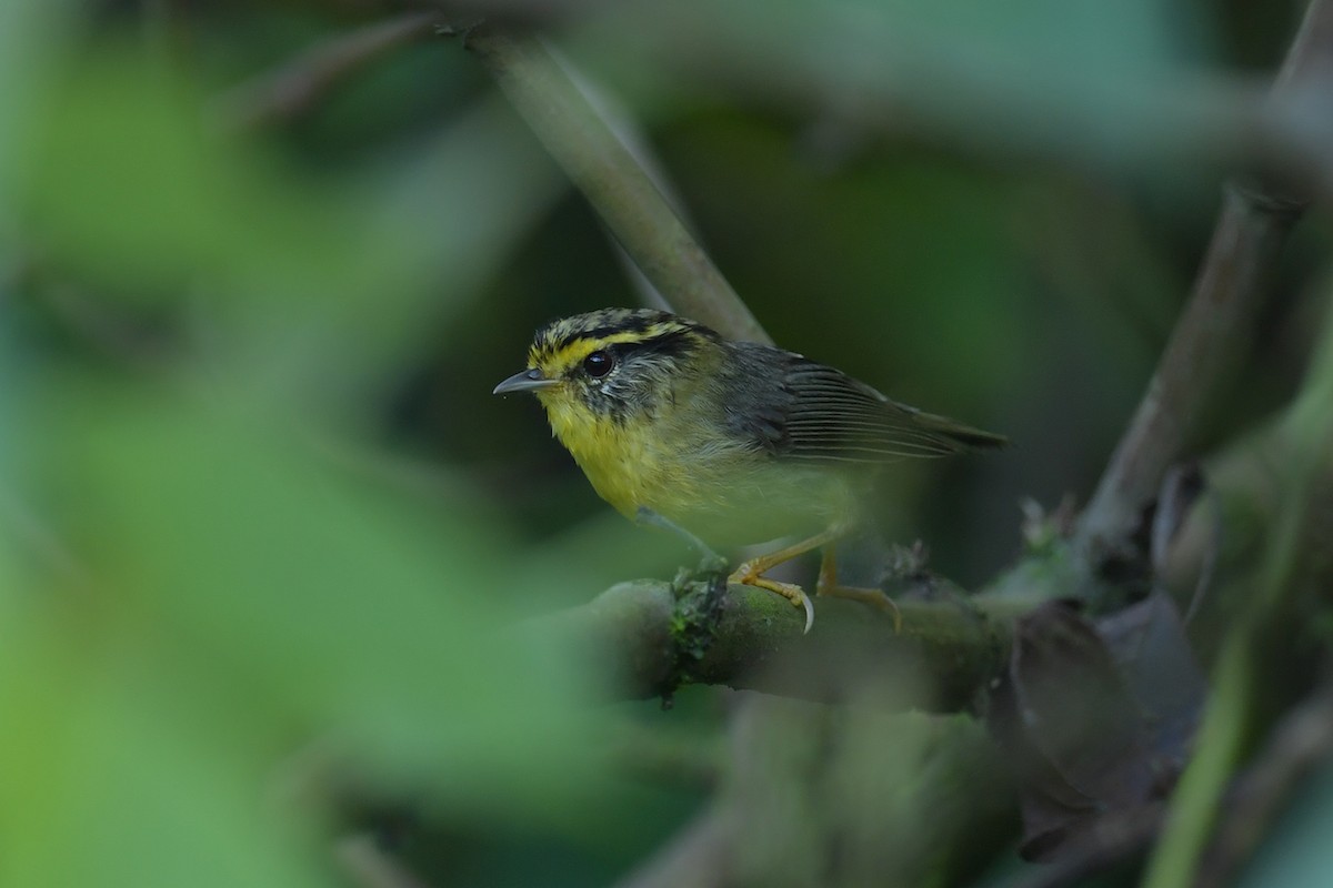 Yellow-throated Fulvetta - ML637674099