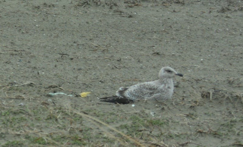 Vega Gull - ML637674162