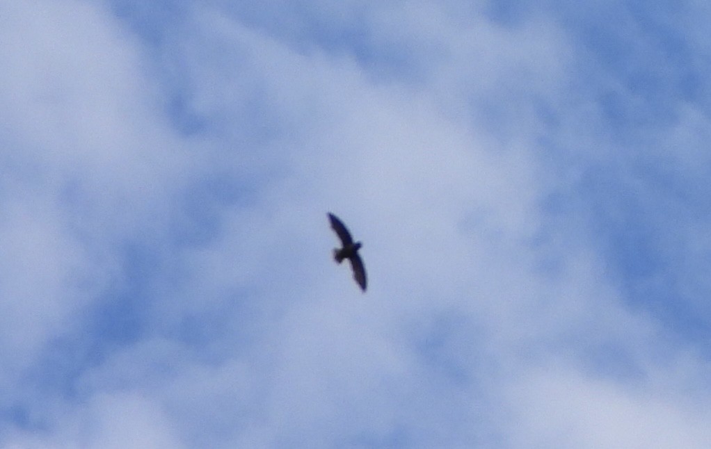 Short-tailed Swift - ML637674171