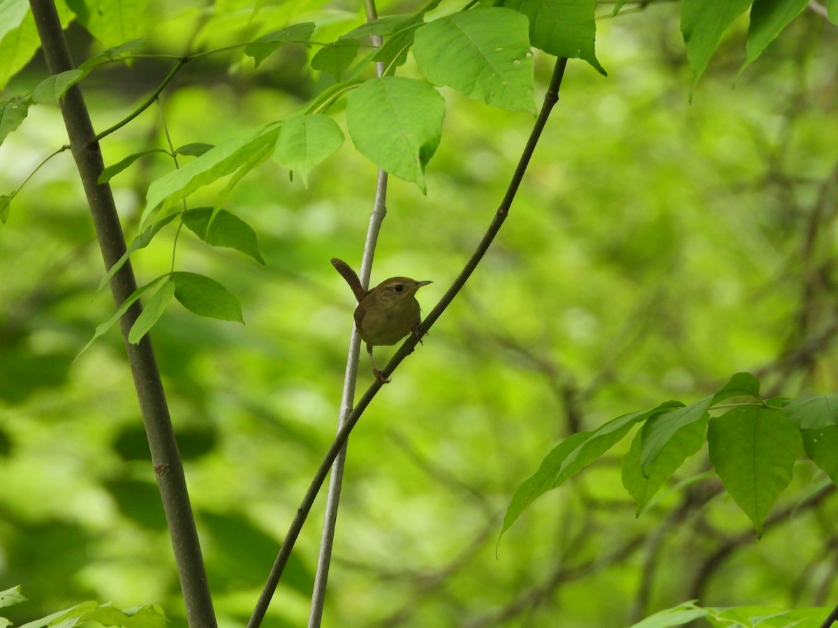 Northern House Wren - ML637674232