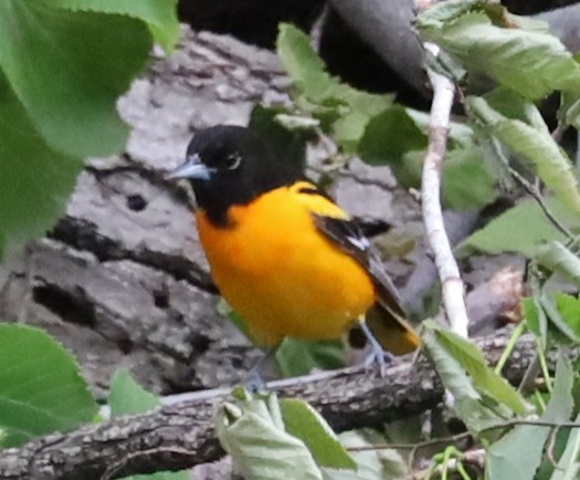 Baltimore Oriole - ML637674402