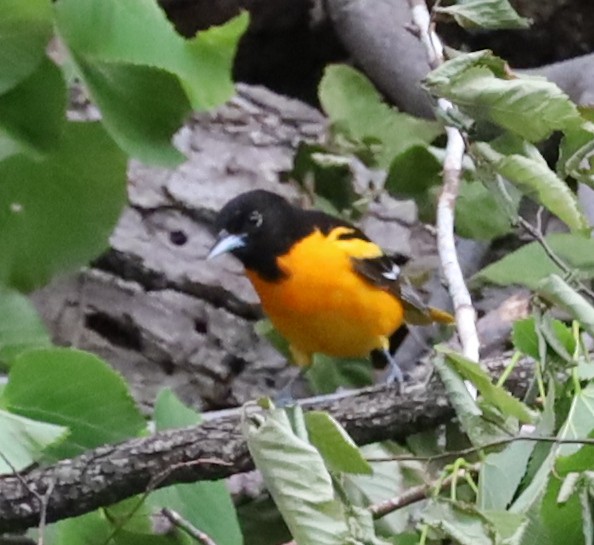 Baltimore Oriole - ML637674403