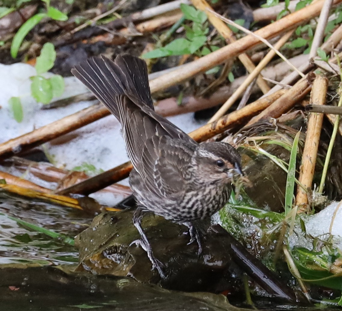 Red-winged Blackbird - ML637674411
