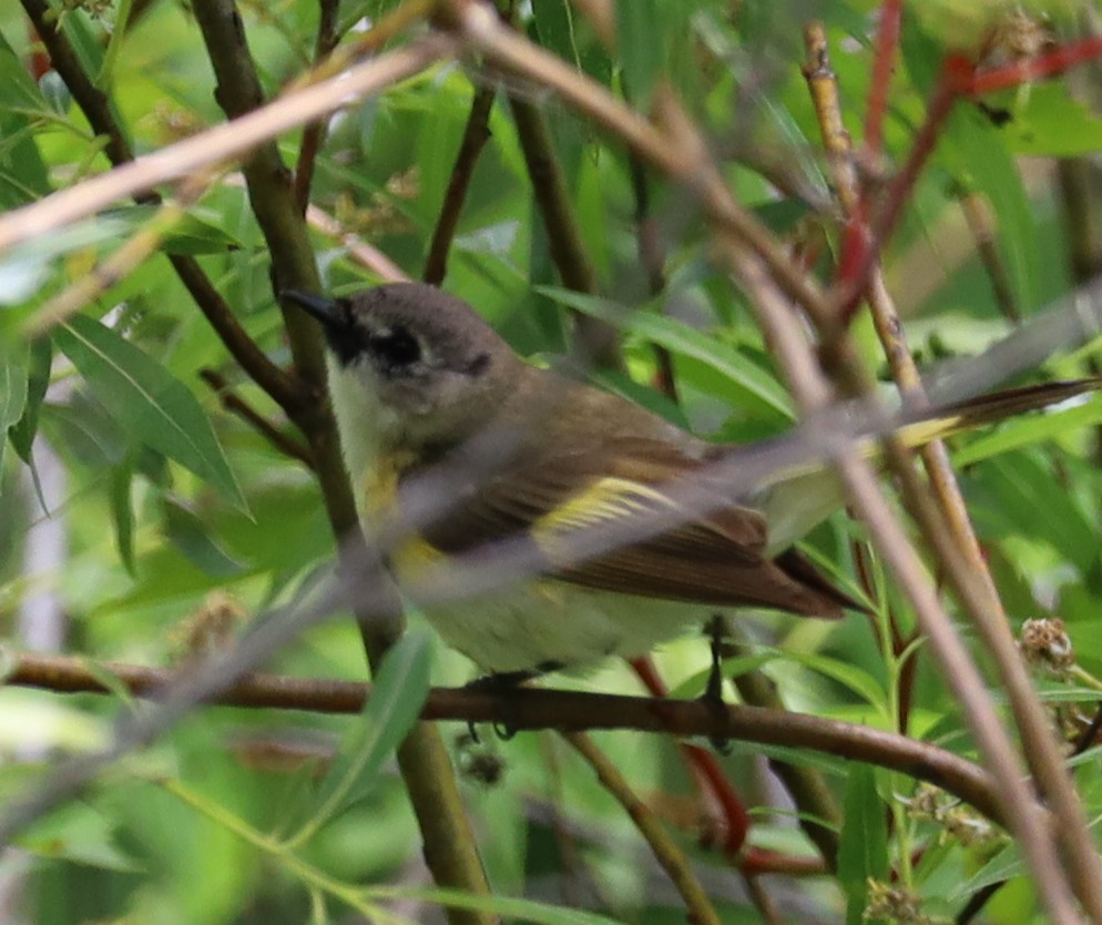 American Redstart - ML637674420