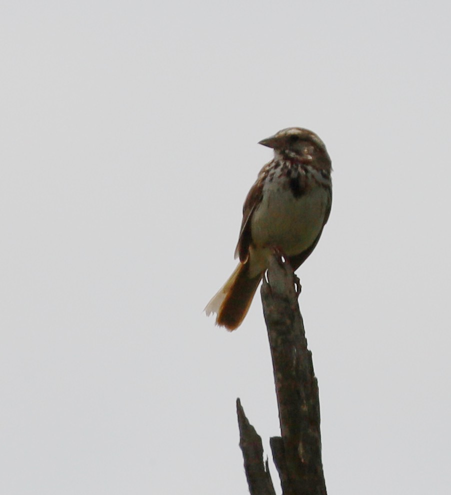 Song Sparrow - ML637674437