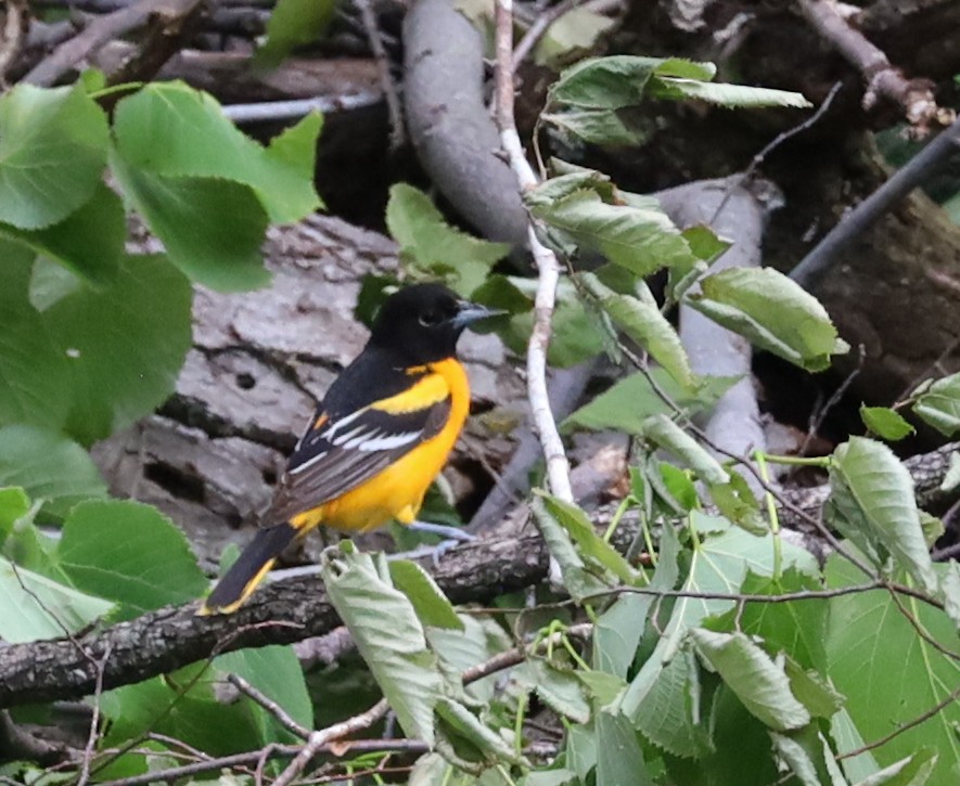 Baltimore Oriole - ML637674442