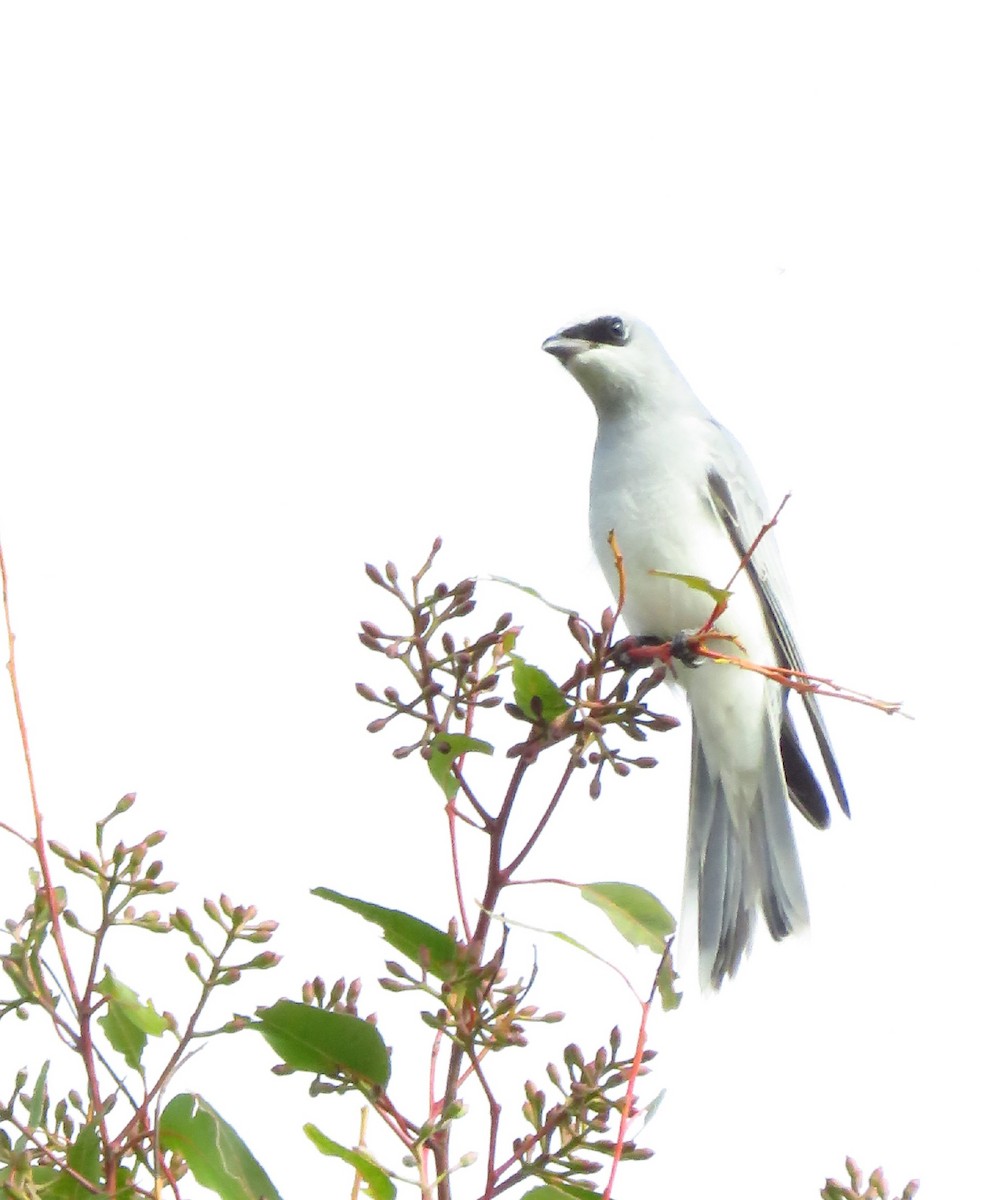 White-bellied Cuckooshrike - ML637674443