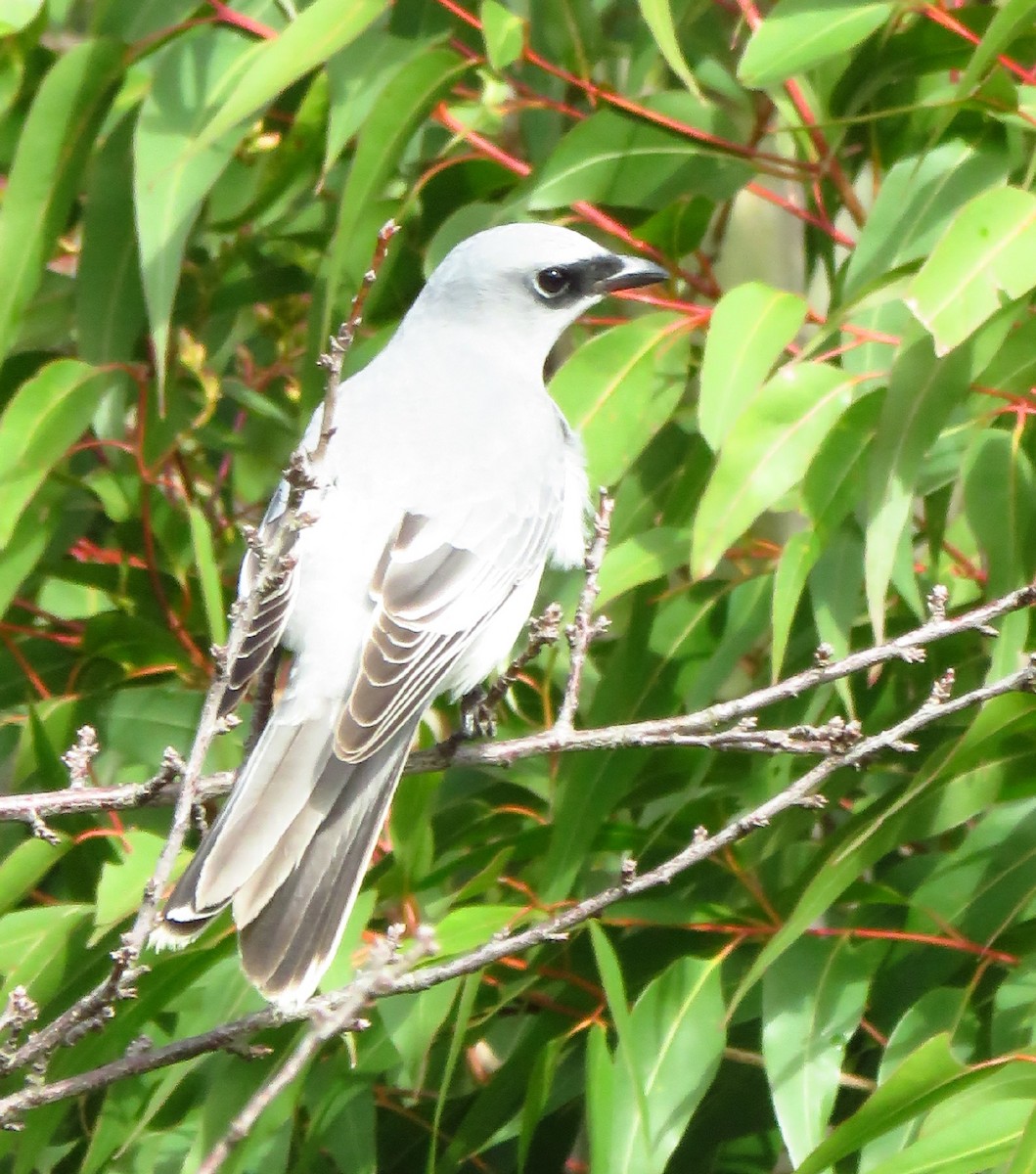 White-bellied Cuckooshrike - ML637674444