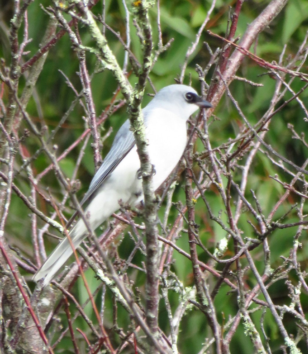 White-bellied Cuckooshrike - ML637674445