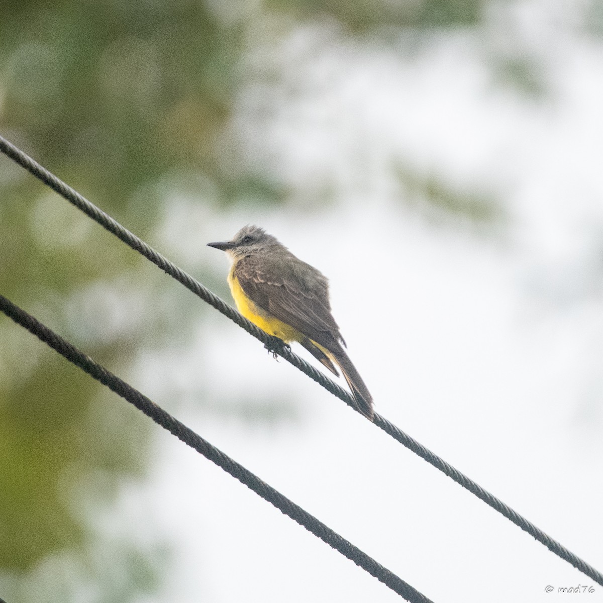 Tropical Kingbird - ML637674446
