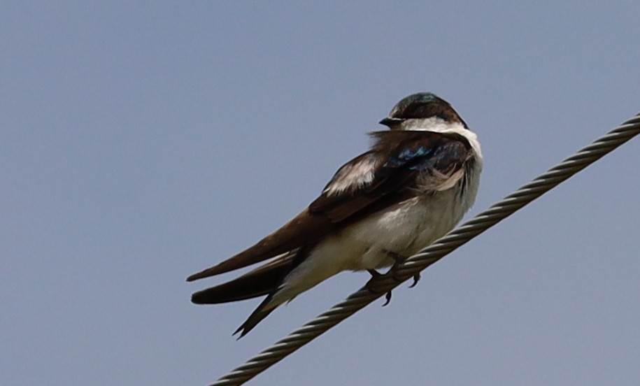Tree Swallow - ML637674450
