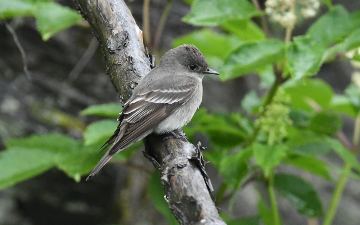 Western Wood-Pewee - ML637674454