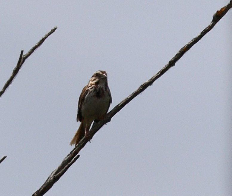 Song Sparrow - ML637674456