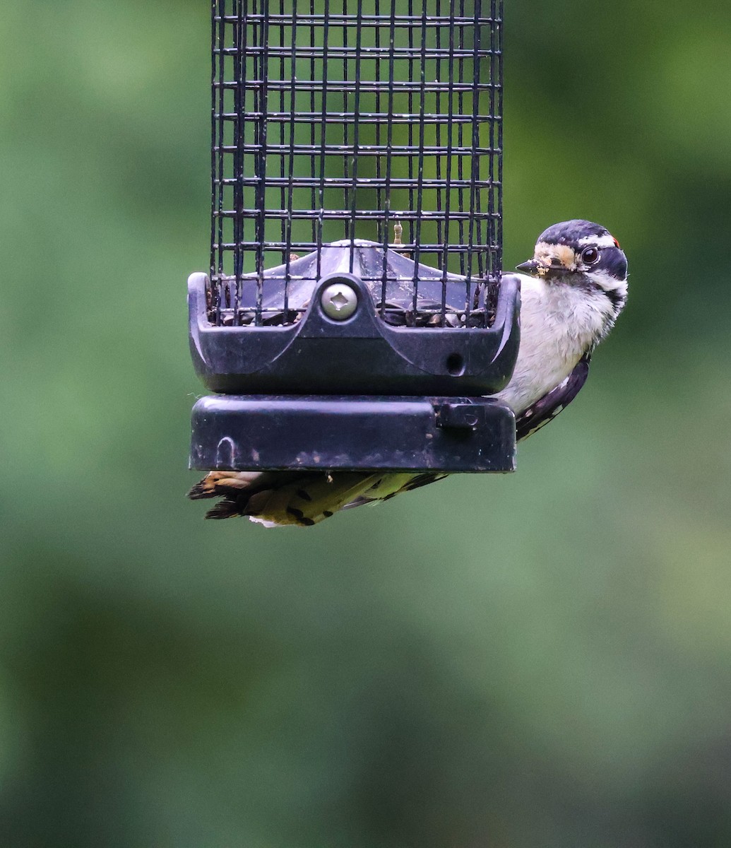 Downy Woodpecker - ML637674457