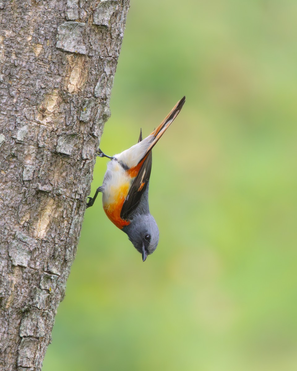 Small Minivet - ML637674458