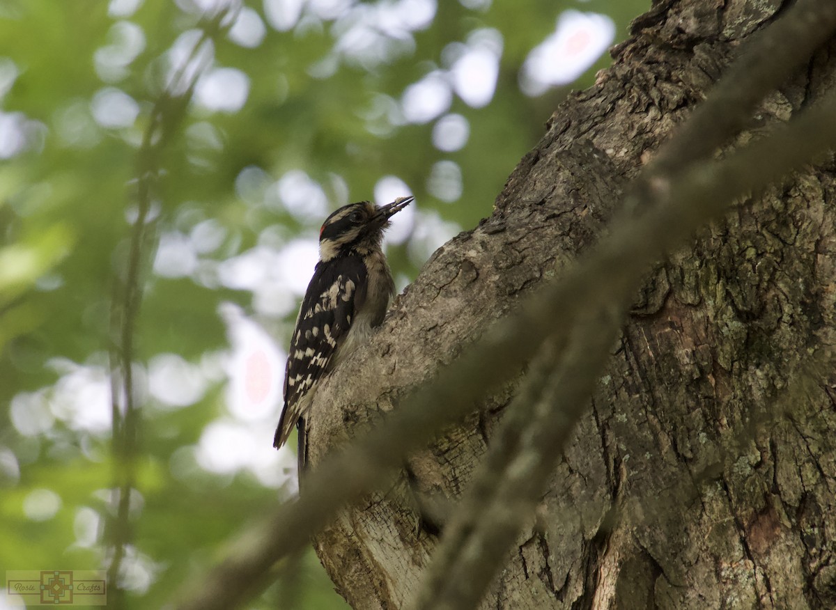 Downy Woodpecker - ML637674463