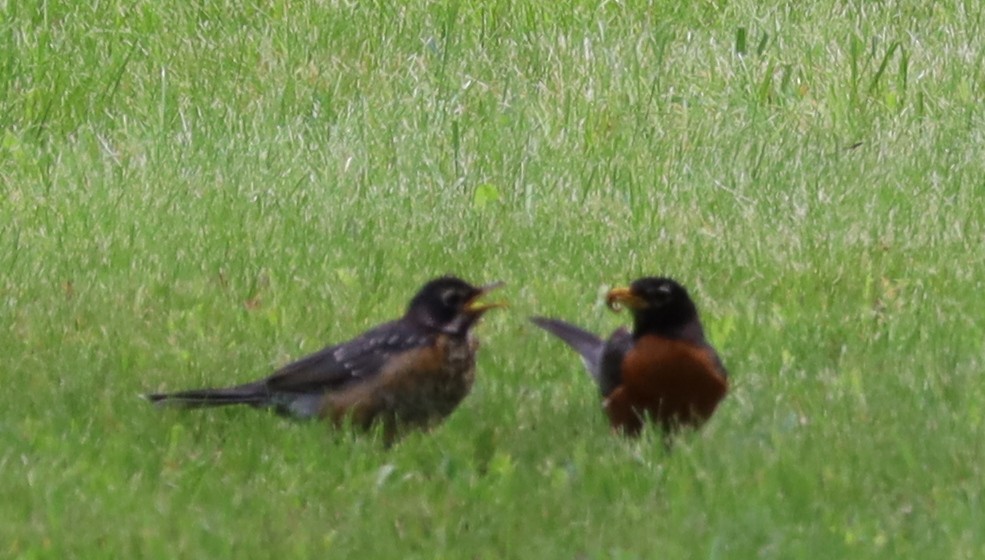 Zozo papargorria - ML637674464
