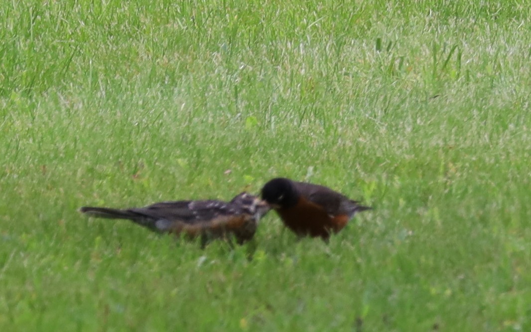 Zozo papargorria - ML637674465