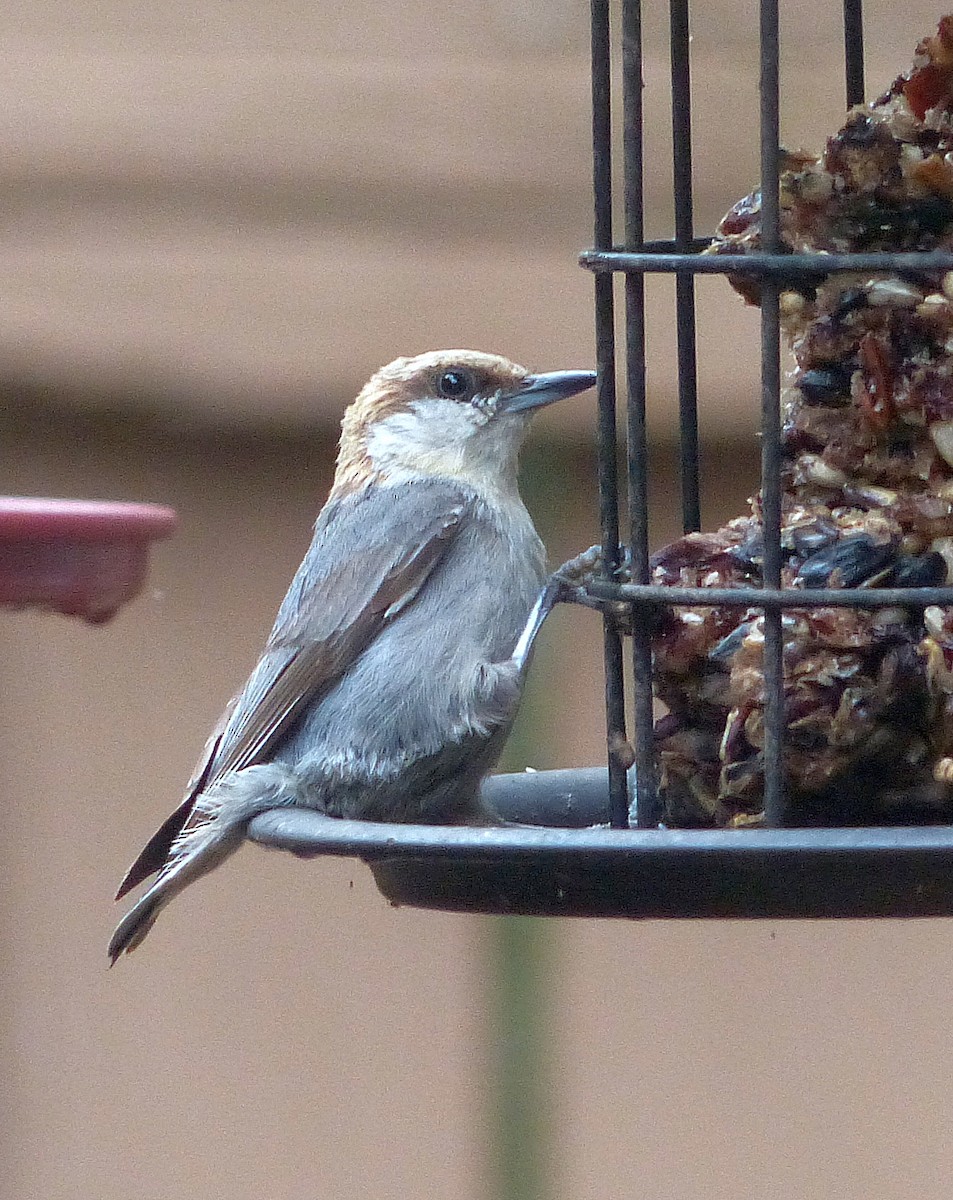 Brown-headed Nuthatch - ML637674559