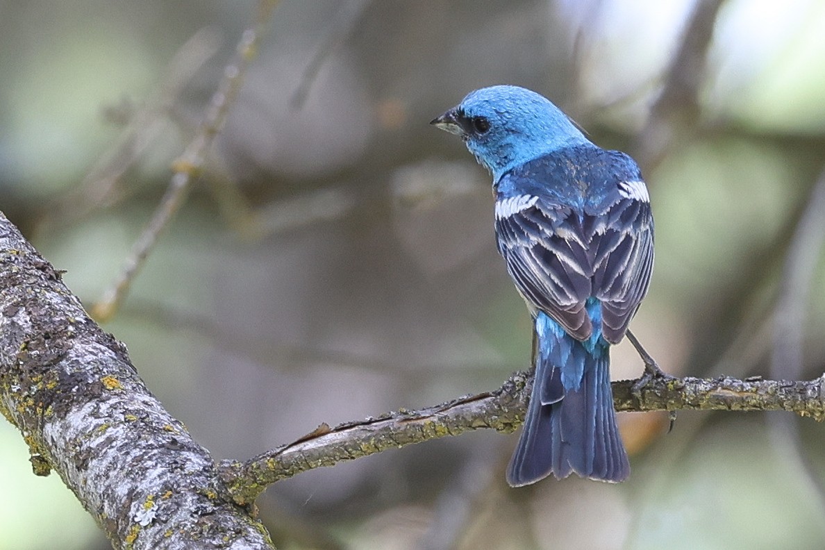 Passerin azuré - ML637674561