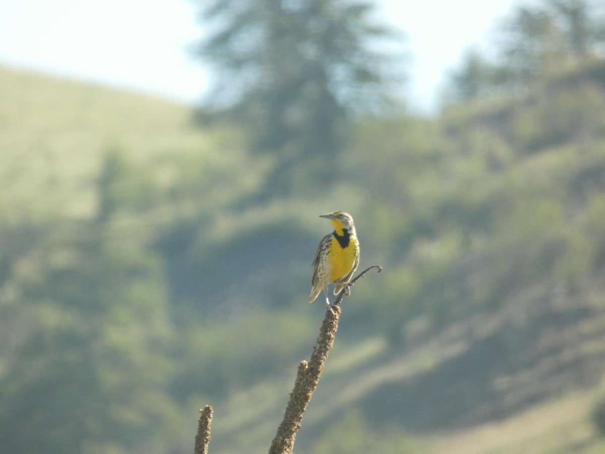Western Meadowlark - ML637674566