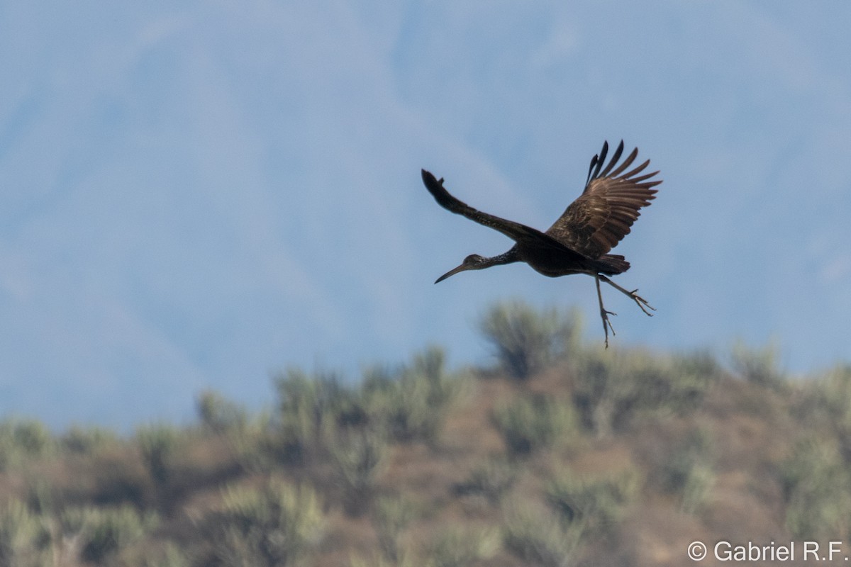 Limpkin - ML637674579
