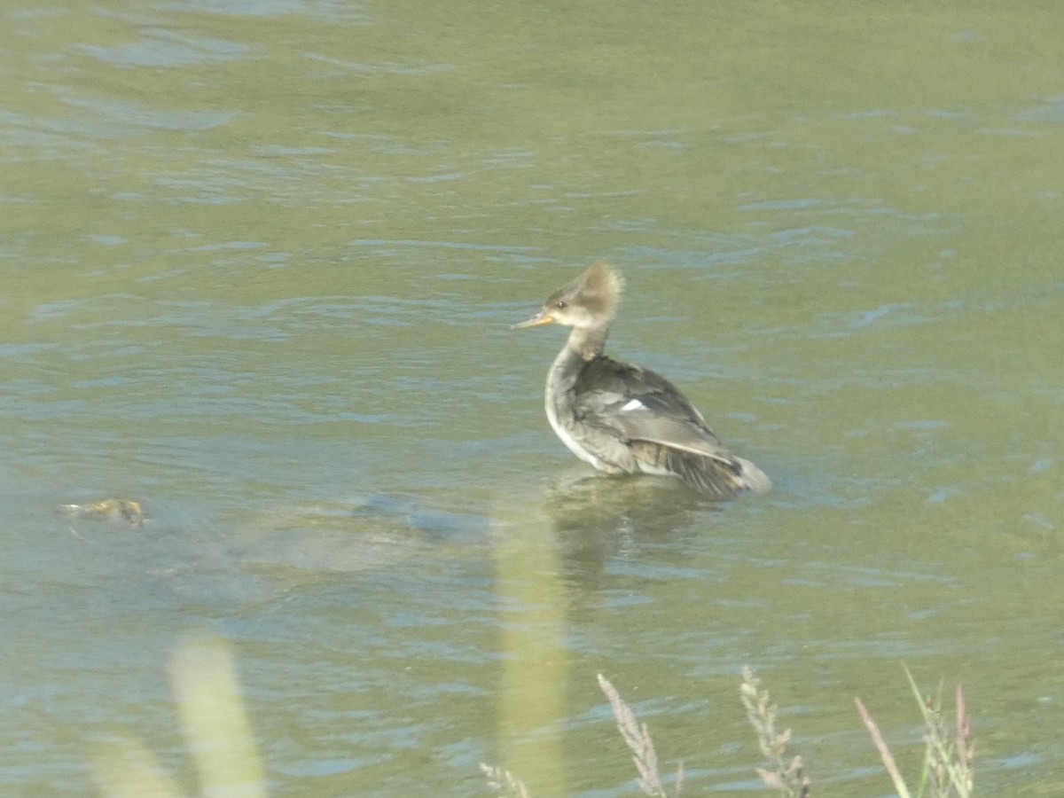 Hooded Merganser - ML637674584