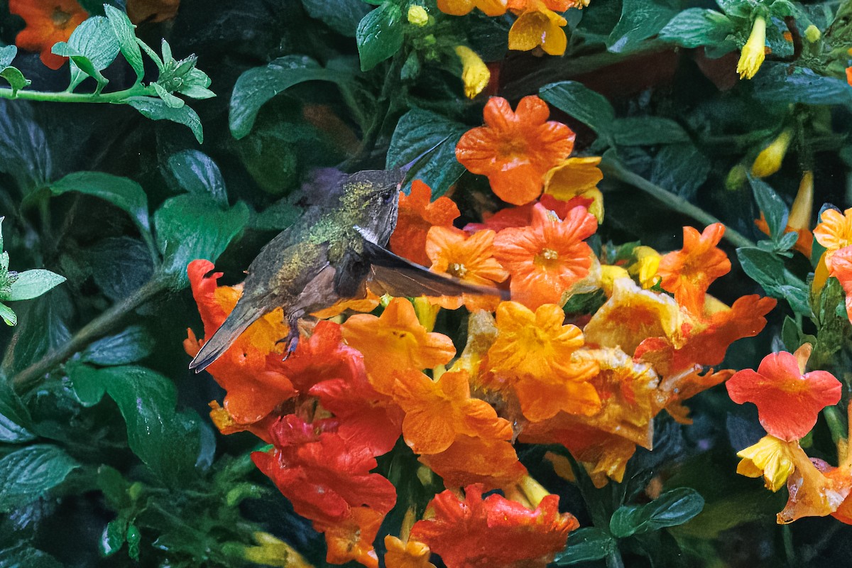 Scintillant Hummingbird - ML637674600