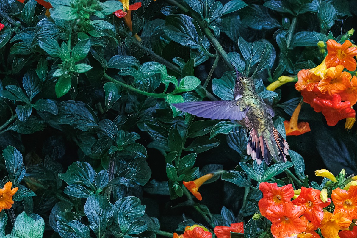 Scintillant Hummingbird - ML637674601