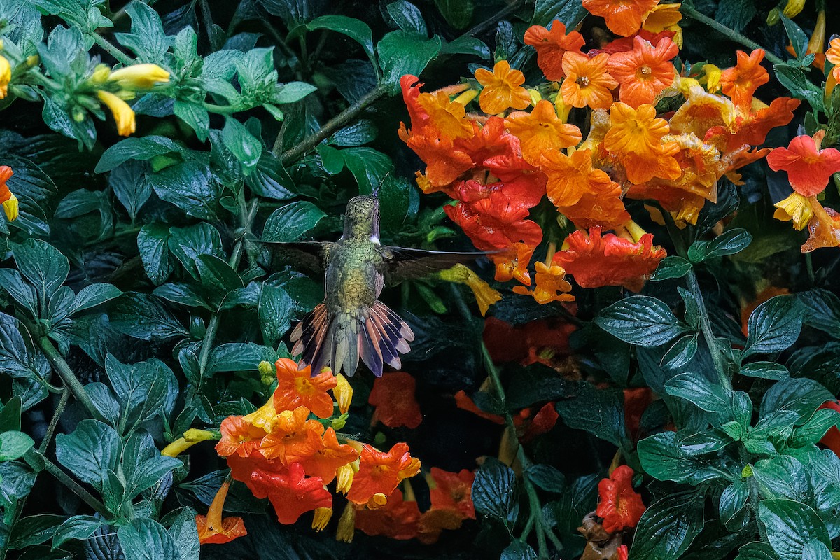 Scintillant Hummingbird - ML637674603