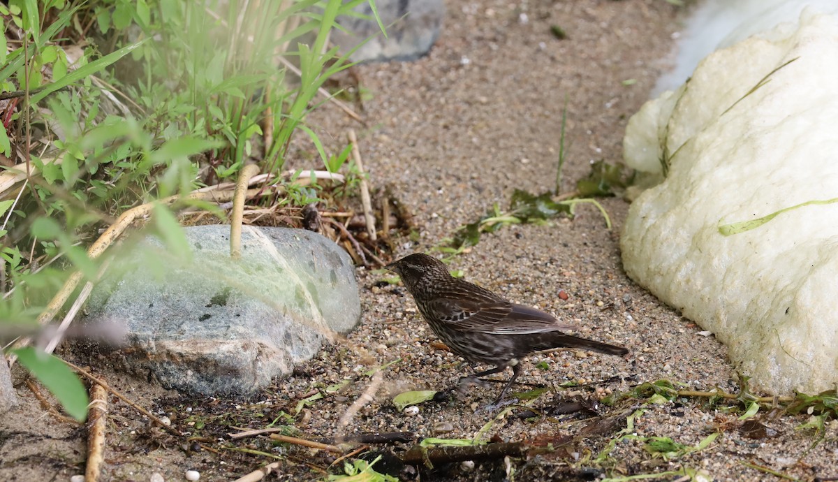 Red-winged Blackbird - ML637674621