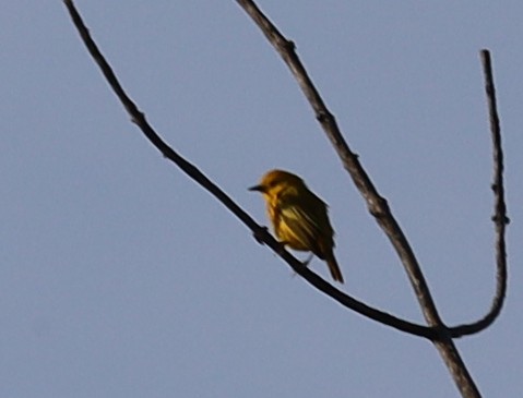 Yellow Warbler (Northern) - ML637674625