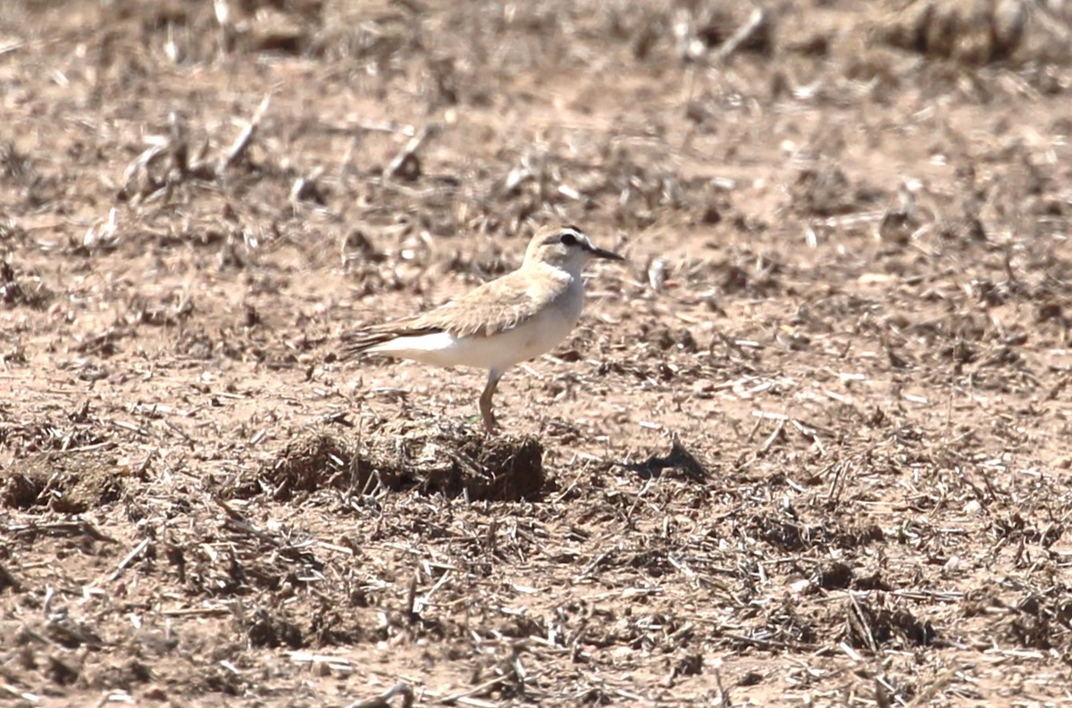 Пісочник гірський - ML637674632