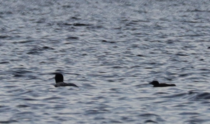 Common Loon - ML637674633