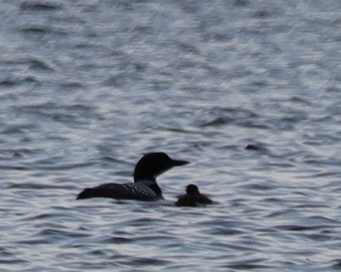 Common Loon - ML637674634