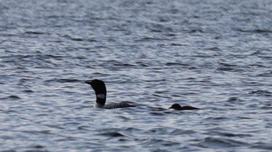 Common Loon - ML637674635
