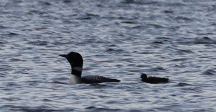 Common Loon - ML637674636