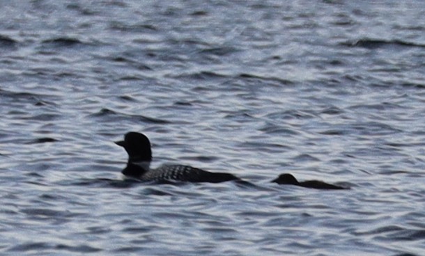 Common Loon - ML637674637