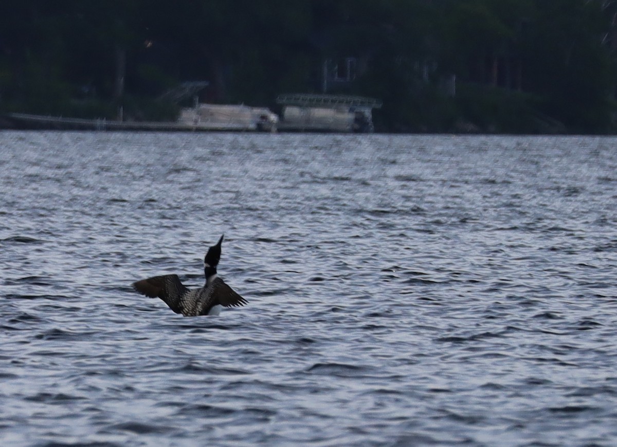 Common Loon - ML637674638