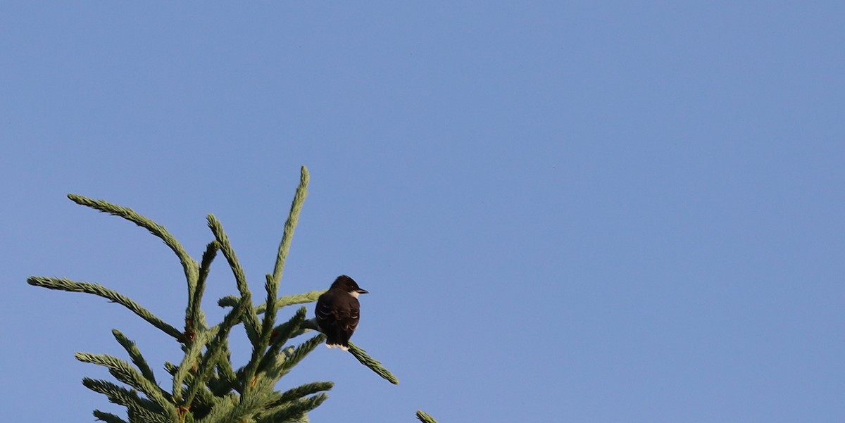 Eastern Kingbird - ML637674642