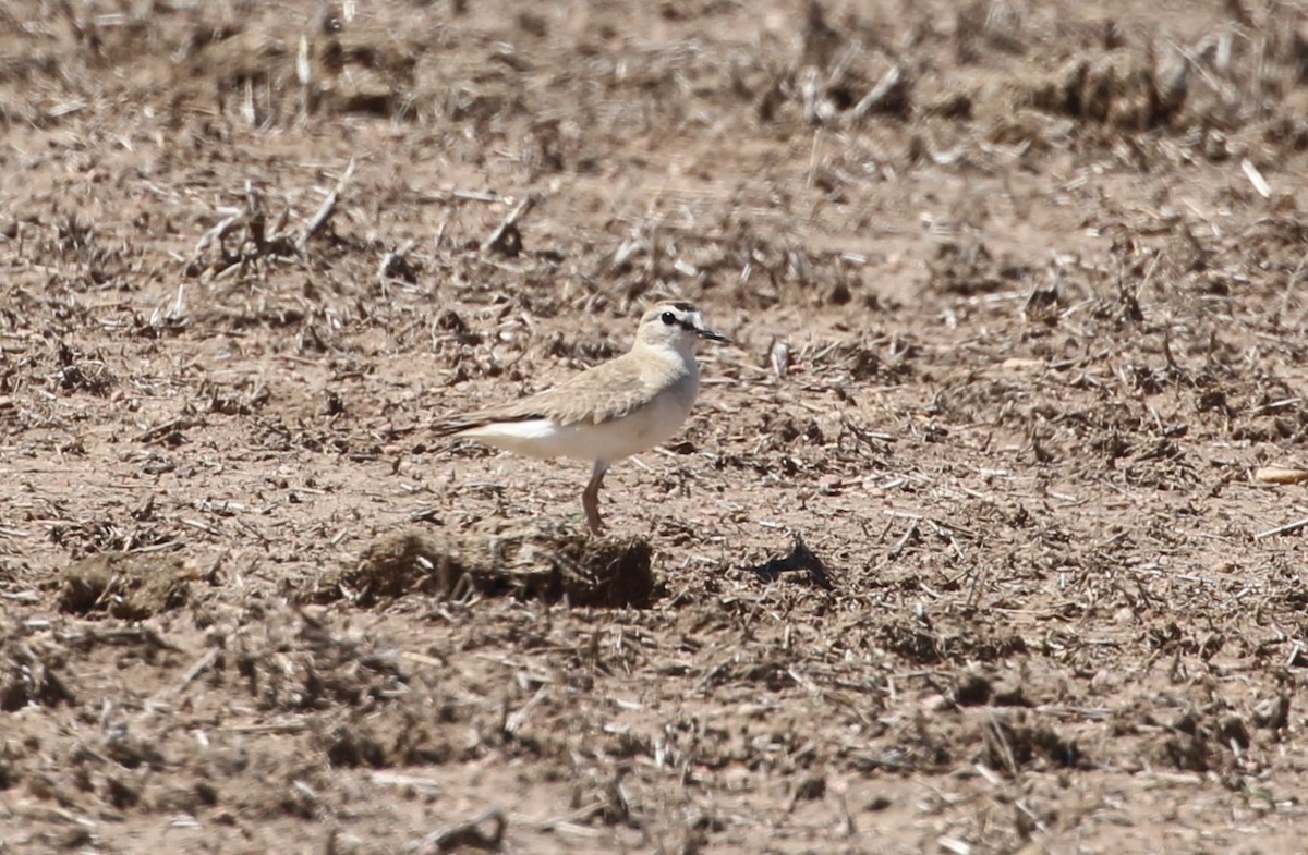 Пісочник гірський - ML637674643