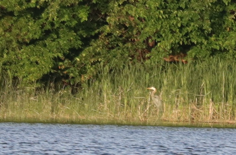 Great Blue Heron - ML637674670