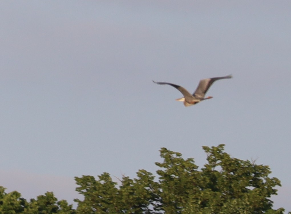 Great Blue Heron - ML637674671