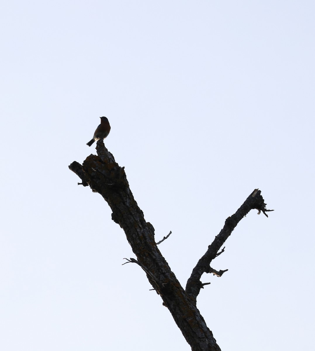 Eastern Bluebird - ML637674678