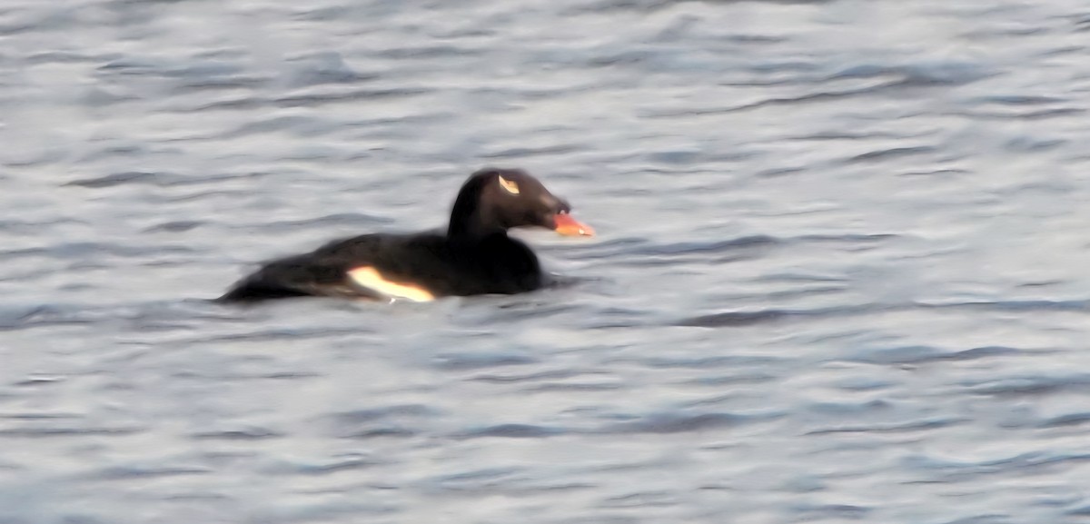 Stejneger's Scoter - ML637674701