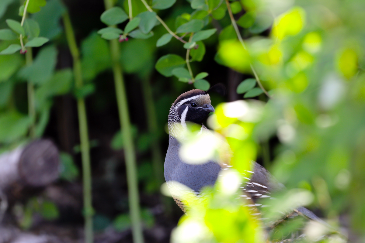 California Quail - ML637674725