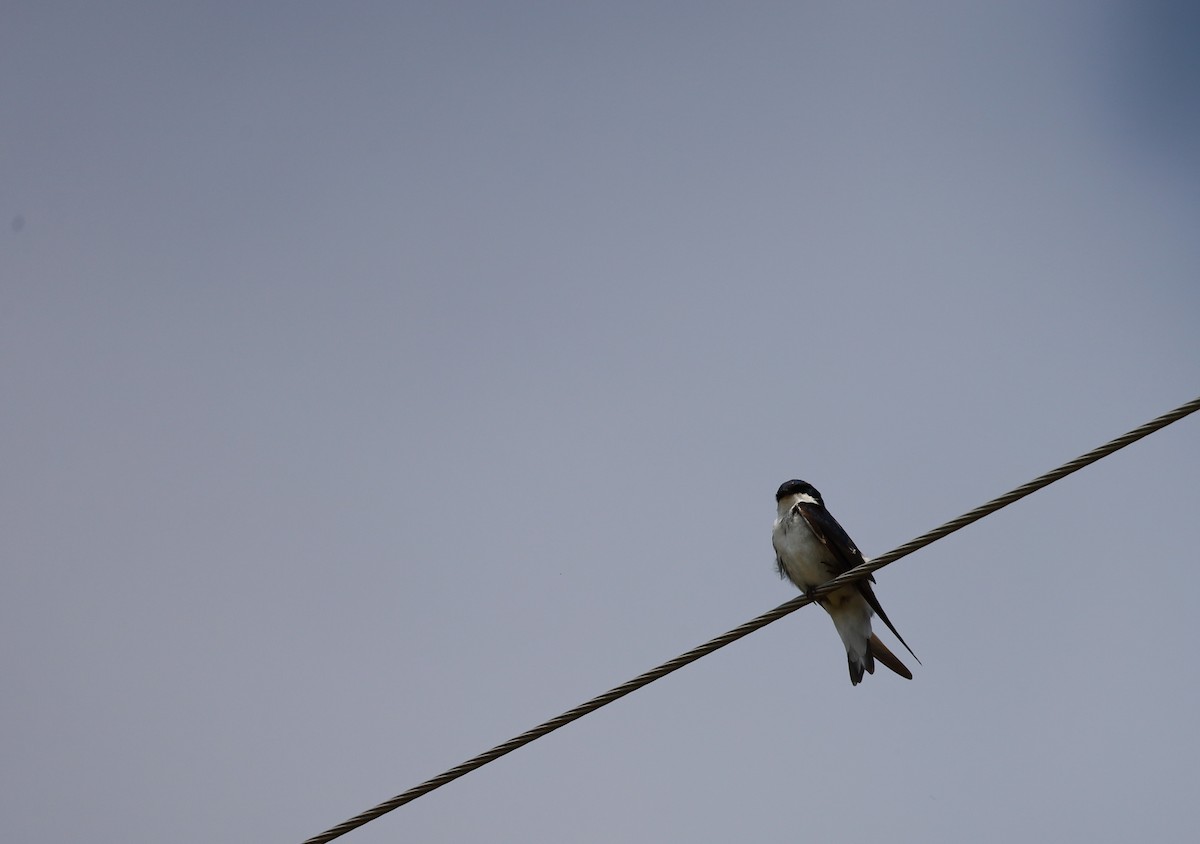 Tree Swallow - ML637674739