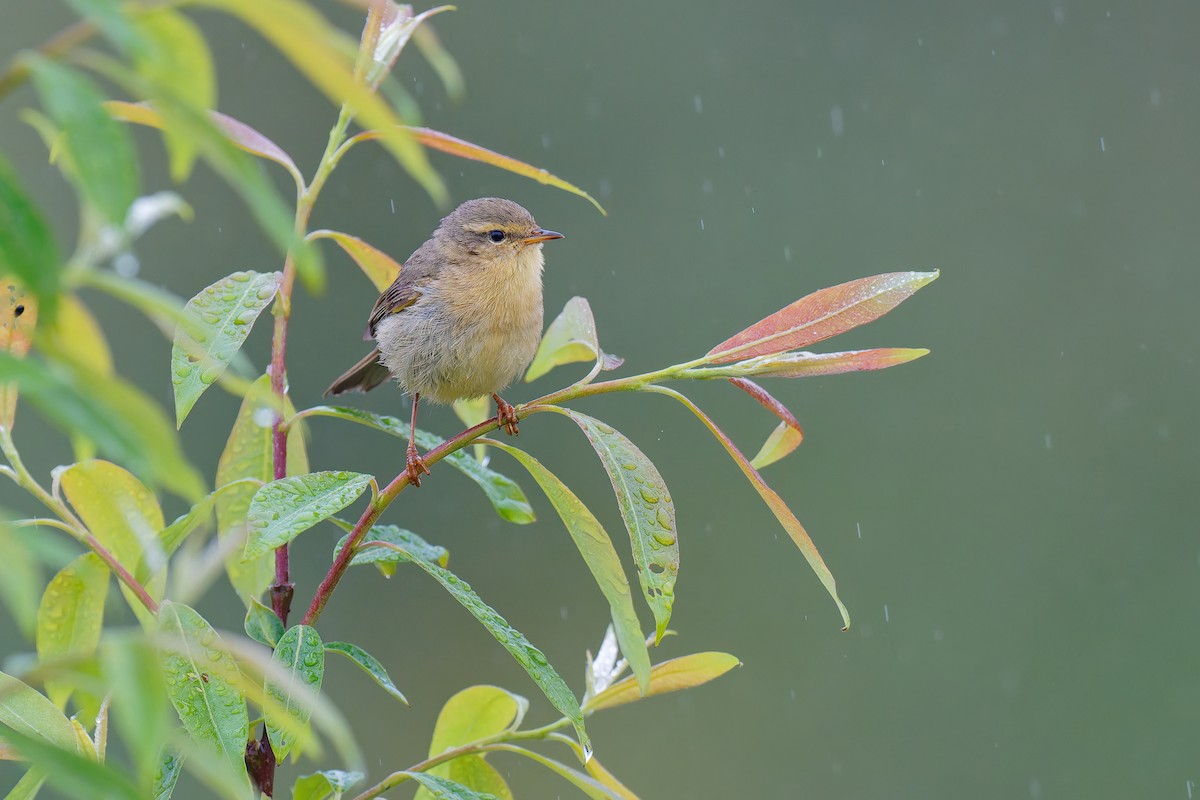 Tickell's Leaf Warbler (Alpine) - ML637674796