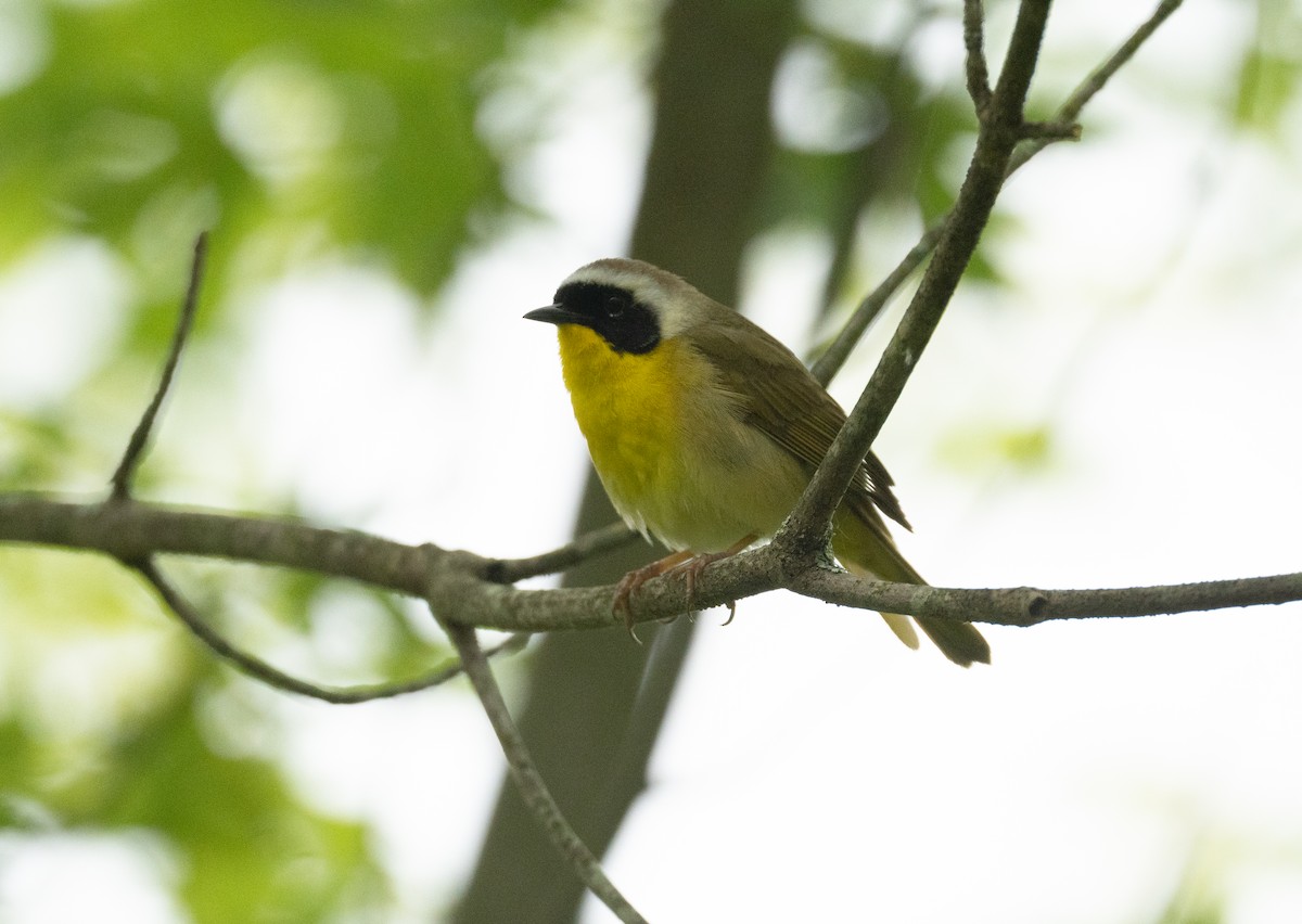 lesňáček žlutohrdlý - ML637674804