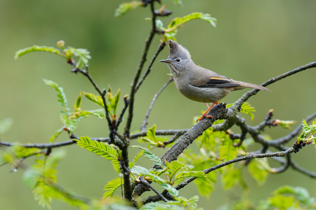 Stripe-throated Yuhina - ML637674838
